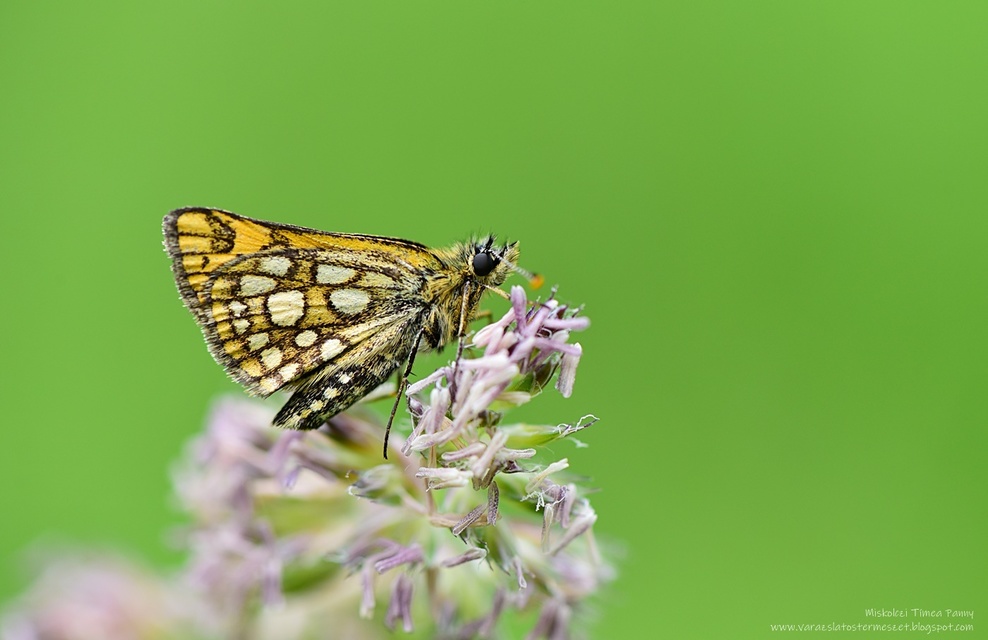 Carterocephalus palaemon - kockás busalepke