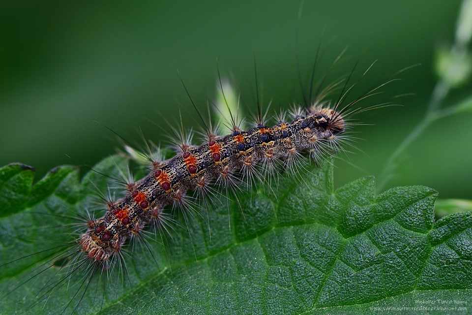 Lymantria dispar - gyapjaslepke