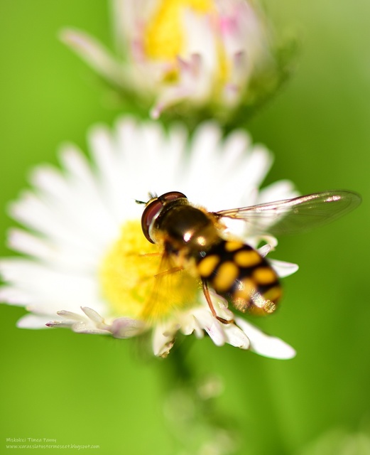 Diptera - Kétszárnyúak