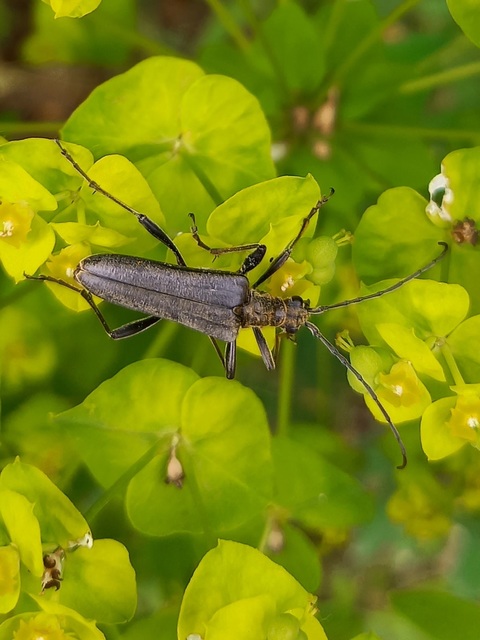 Stenocorus meridianus - fűz-gyökércincér