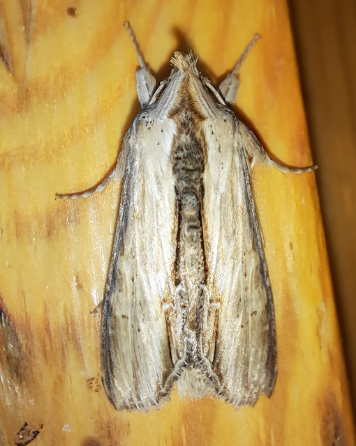 Shargacucullia lychnitis - szalmasárga csuklyásbagoly