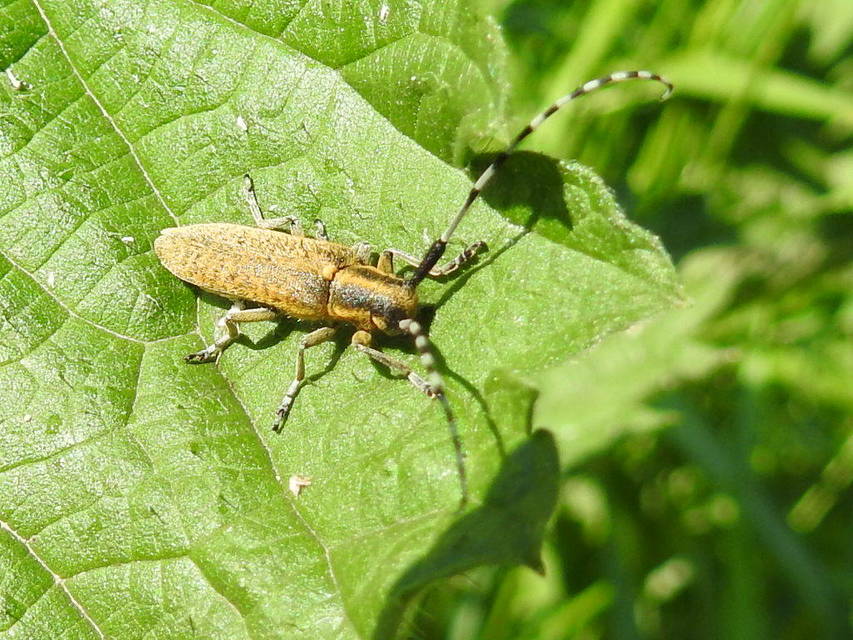 Agapanthia villosoviridescens - fehérgyűrűs bogáncscincér