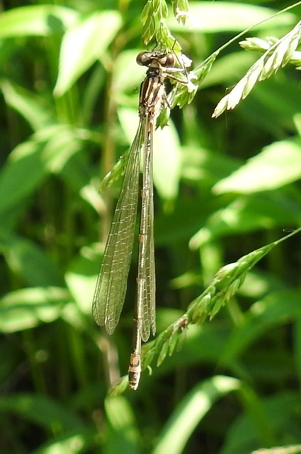 Coenagrion pulchellum - karcsú légivadász