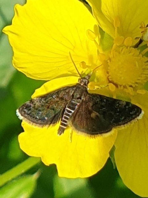 Heliothela wulfeniana - fényes kormosmoly