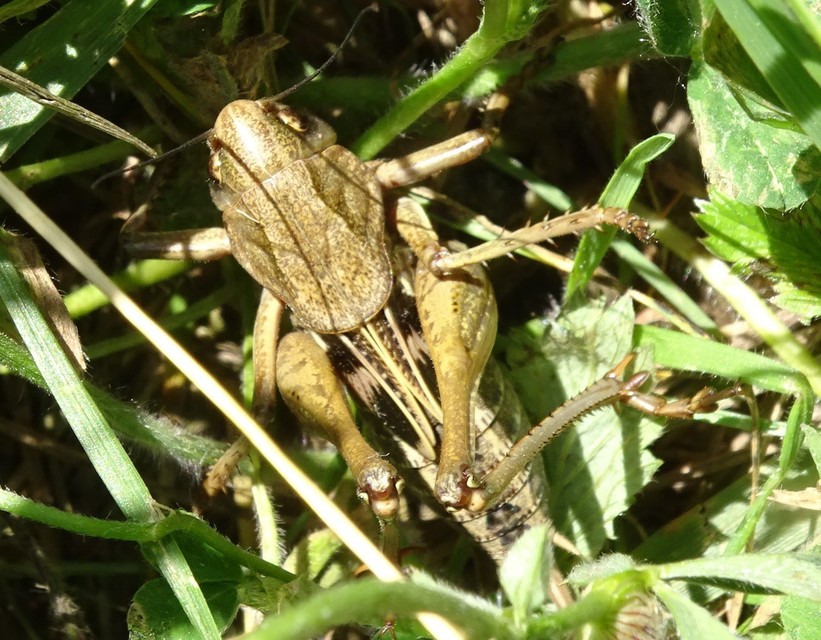 Decticus verrucivorus - szemölcsevő szöcske