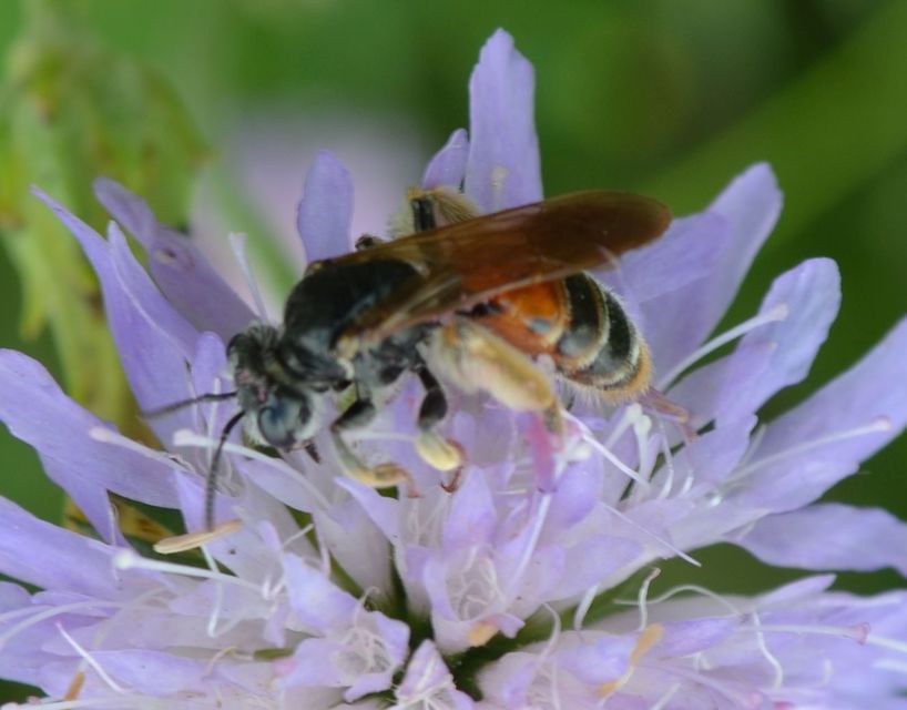 Andrena hattorfiana
