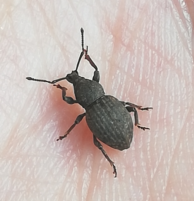 Otiorhynchus raucus - molyhos gyalogormányos