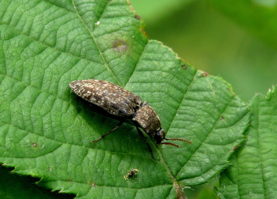 Agrypnus murinus - egérszínű pikkelyespattanó
