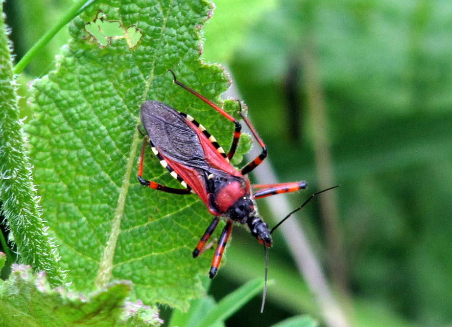 Rhynocoris iracundus - közönséges gyilkospoloska