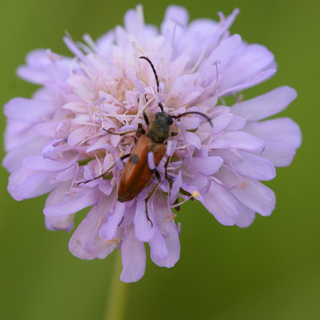 Vadonia unipunctata - kétpettyes virágcincér