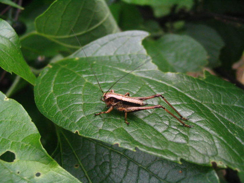Pholidoptera griseoaptera - szürke avarszöcske