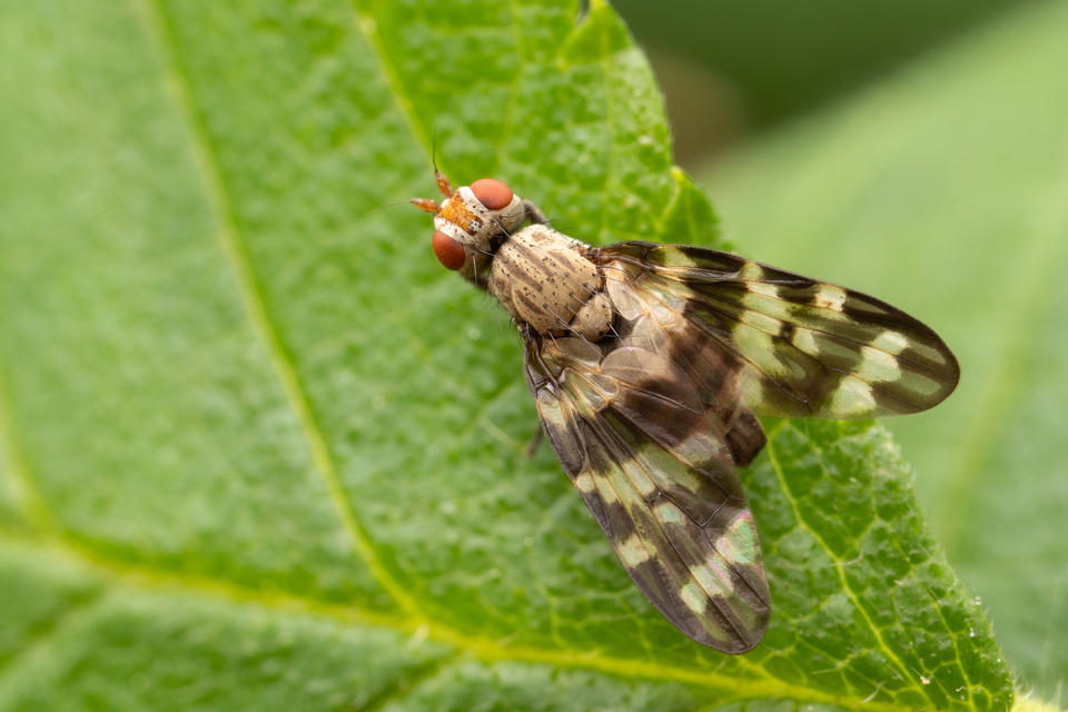 Otites centralis/guttata
