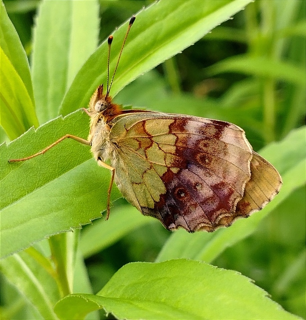 Brenthis daphne - málna-gyöngyházlepke