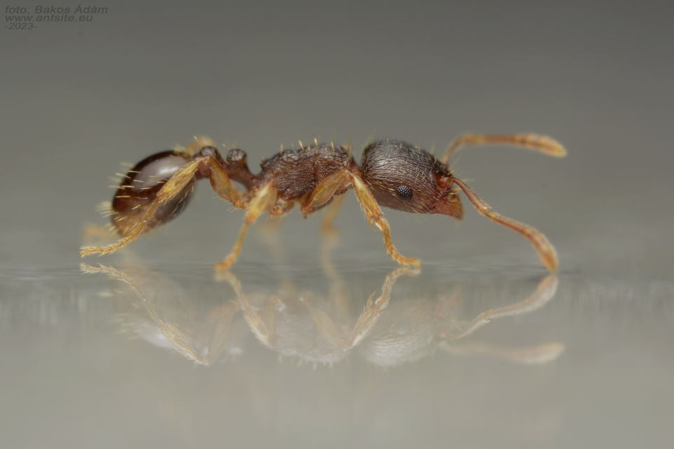 Tetramorium indocile - keleti gyepihangya