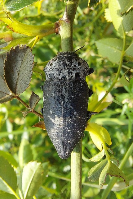 Capnodis tenebrionis - kökény-tükrösdíszbogár