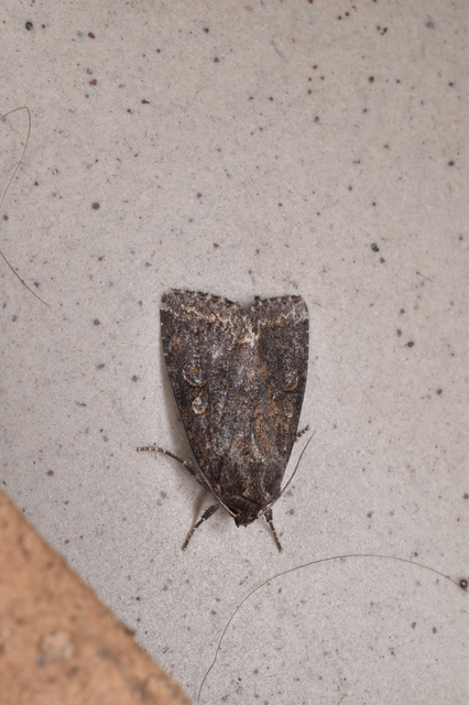 Apterogenum ypsillon - ipszilon-erdeibagoly