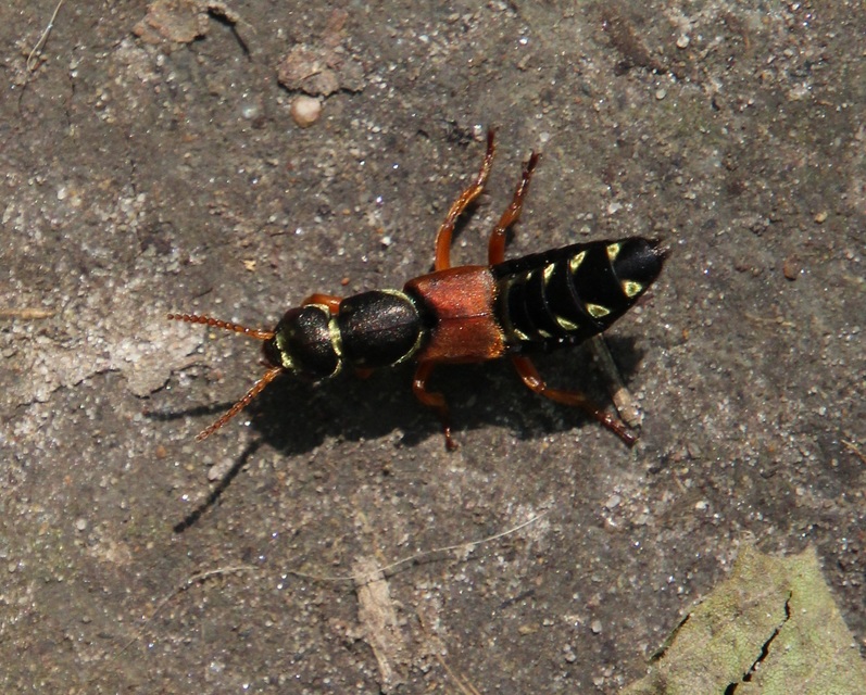 Staphylinus caesareus - aranysujtásos holyva