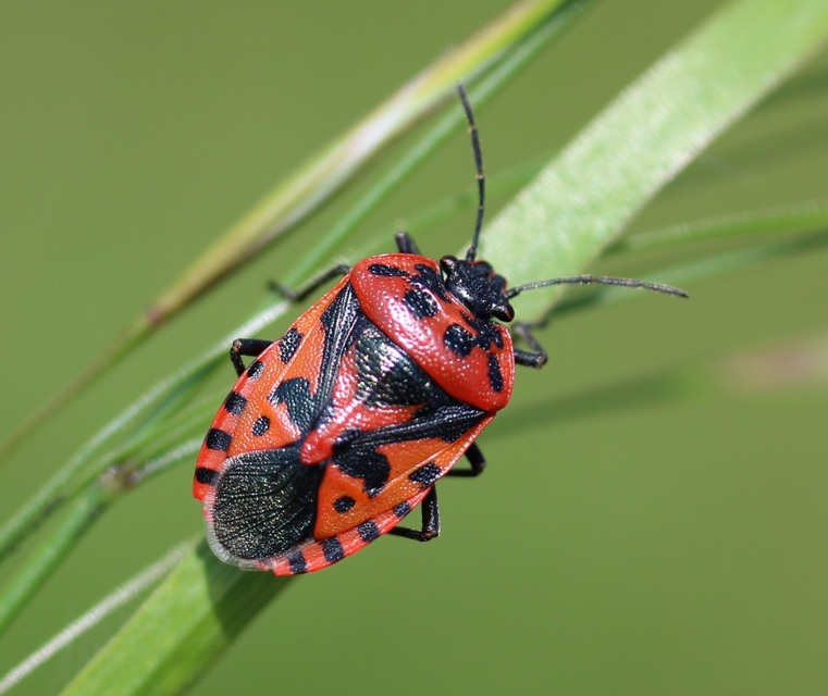 Eurydema ventralis - káposztapoloska