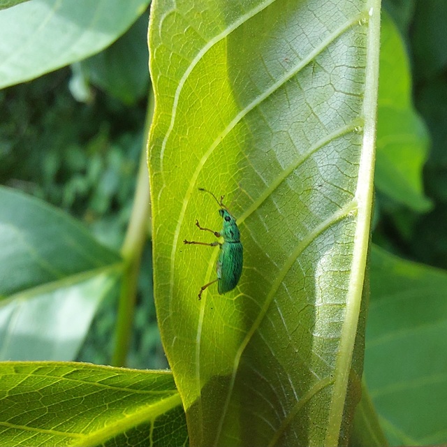 Polydrusus formosus - selymes lombormányos