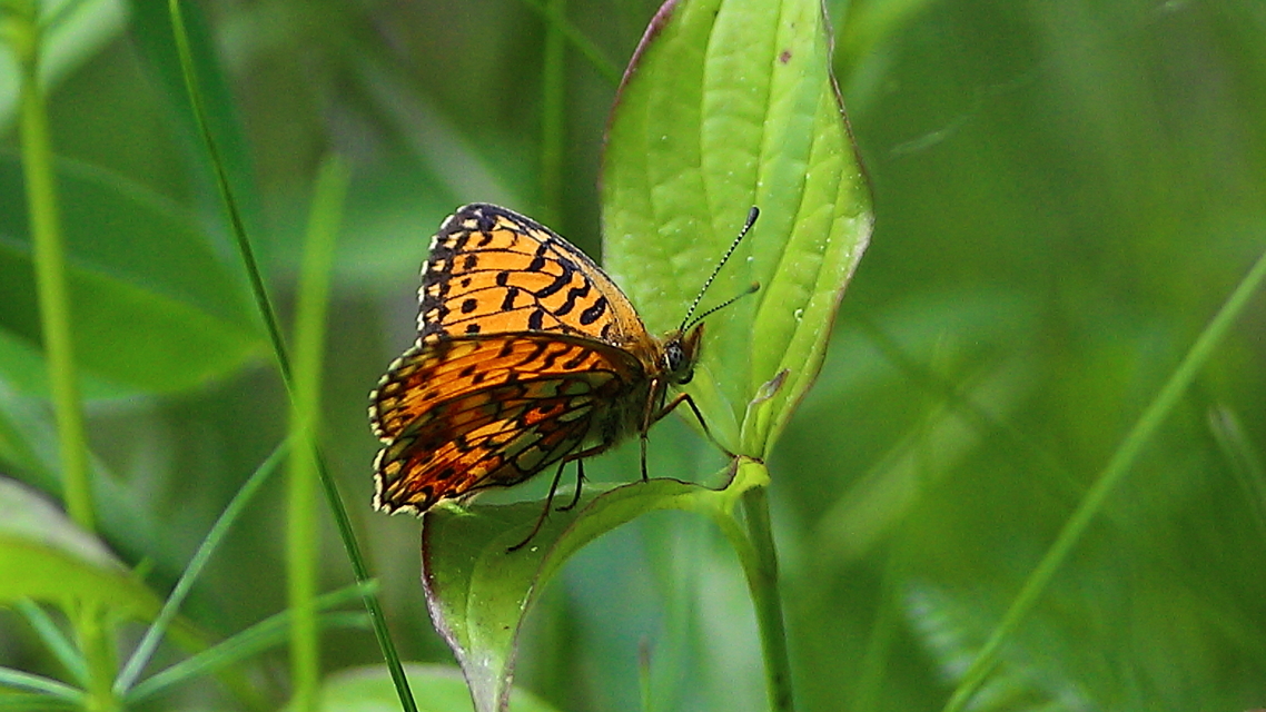 Boloria selene - fakó gyöngyházlepke