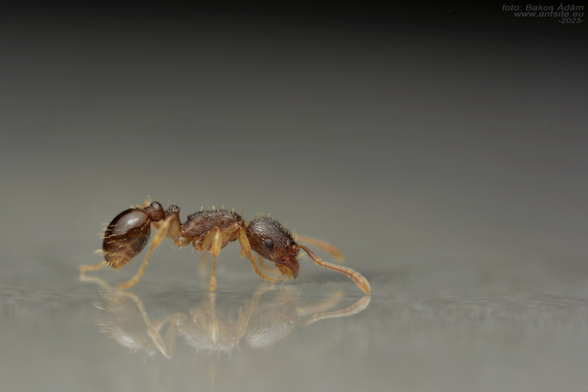 Tetramorium indocile - keleti gyepihangya