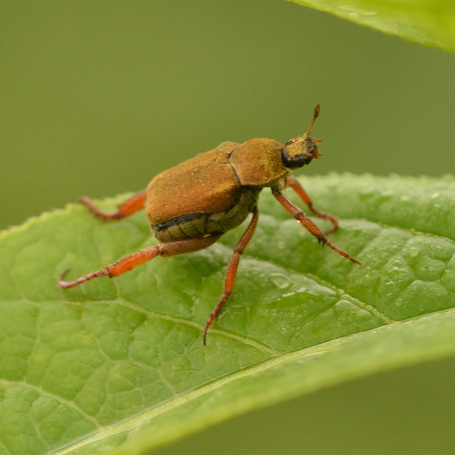 Hoplia dilutipes