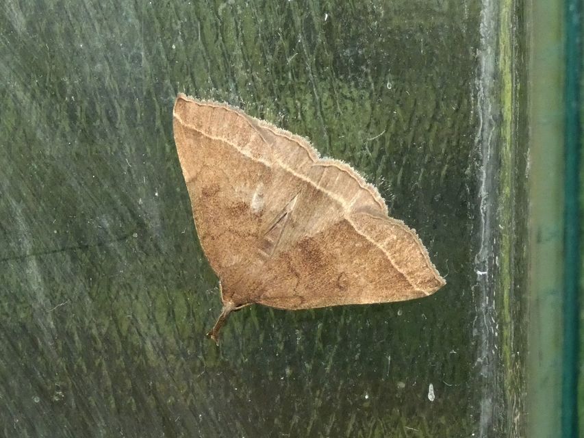 Pechipogo plumigeralis - tollascsápú karcsúbagoly