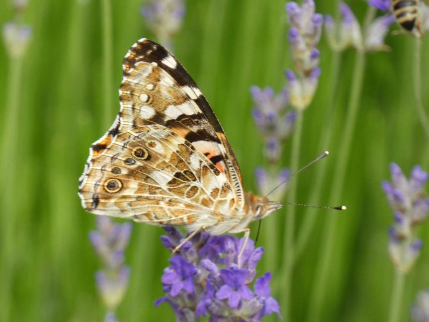 Vanessa cardui - bogáncslepke