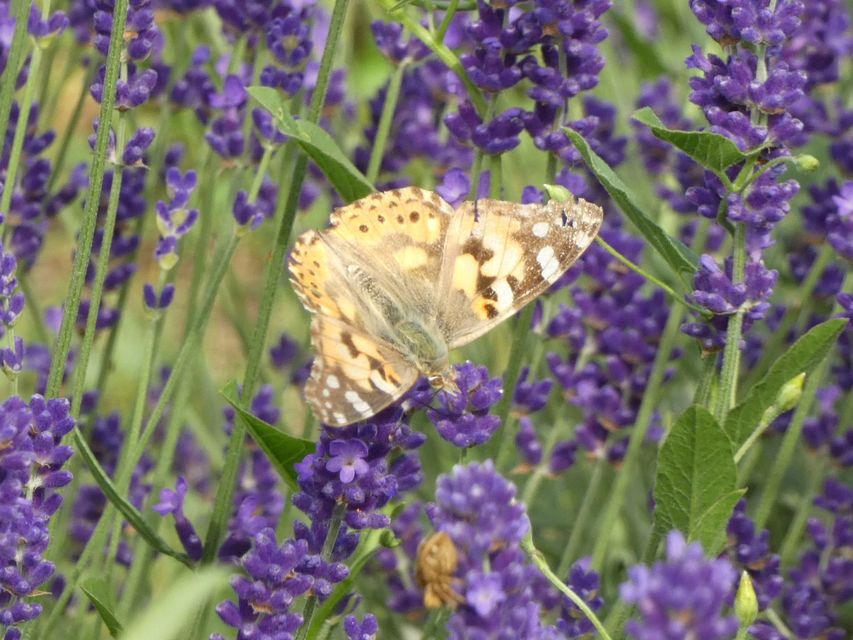 Vanessa cardui - bogáncslepke