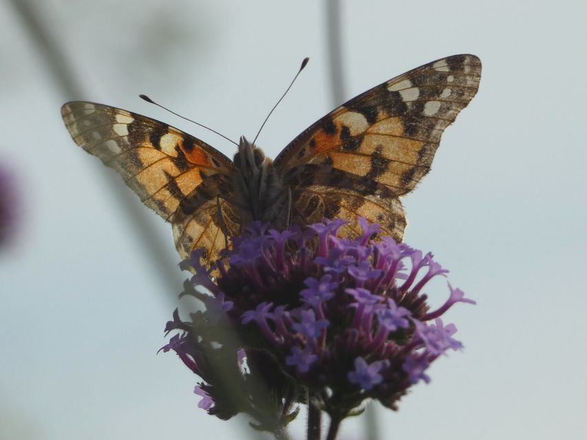 Vanessa cardui - bogáncslepke