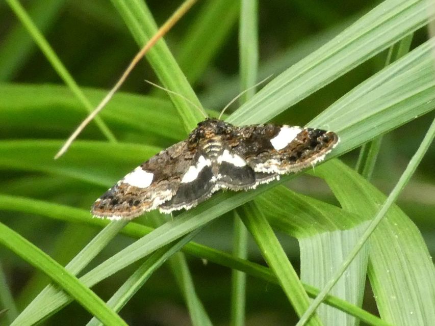 Tyta luctuosa - fekete nappalibagoly