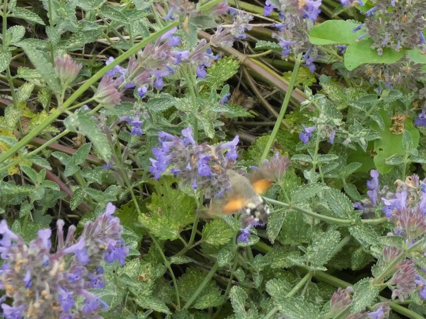 Macroglossum stellatarum - kacsafarkú szender