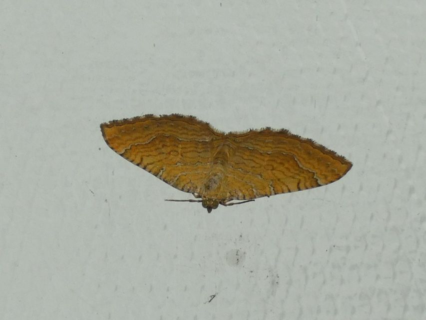 Camptogramma bilineata - kétvonalas sávosaraszoló