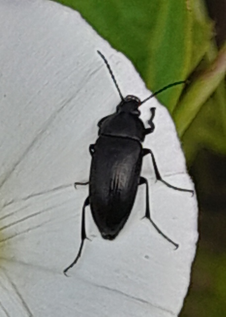 Podonta nigrita - szerecsenbogár