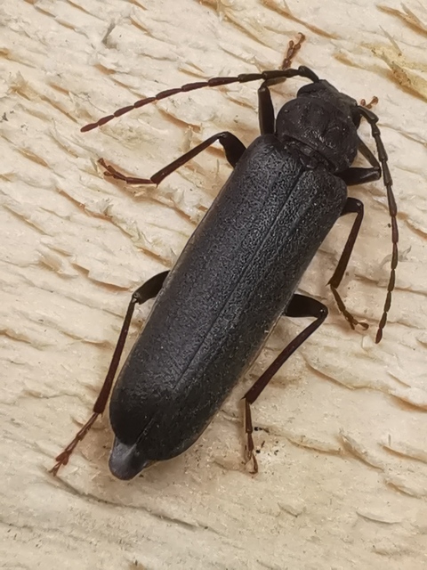 Arhopalus rusticus - gödrösnyakú cincér