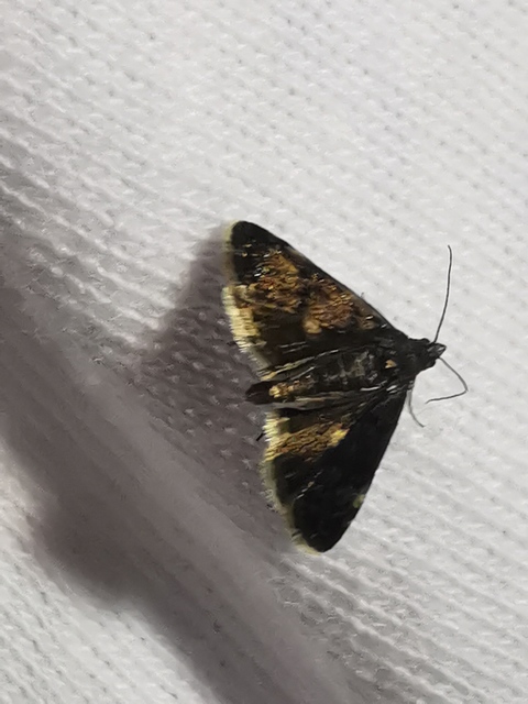 Heliothela wulfeniana - fényes kormosmoly