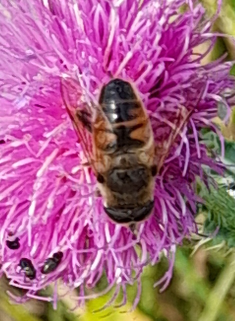 Eristalis tenax - közönséges herelégy