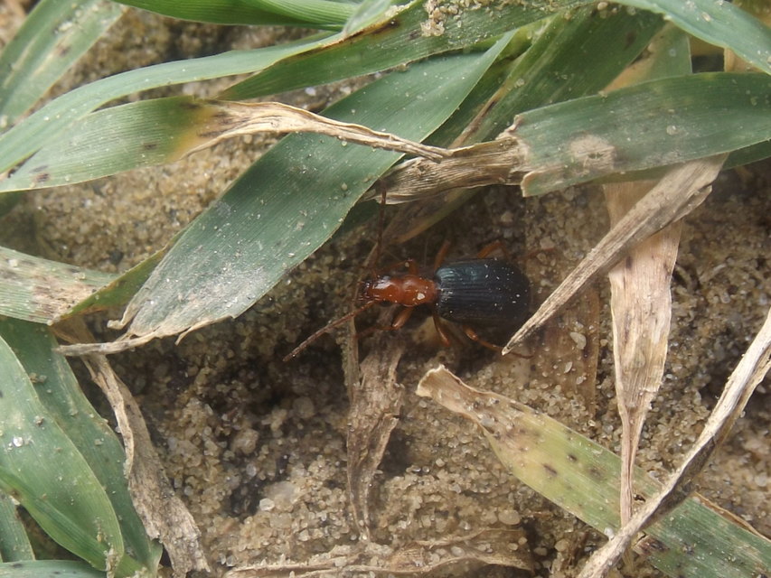 Brachinus