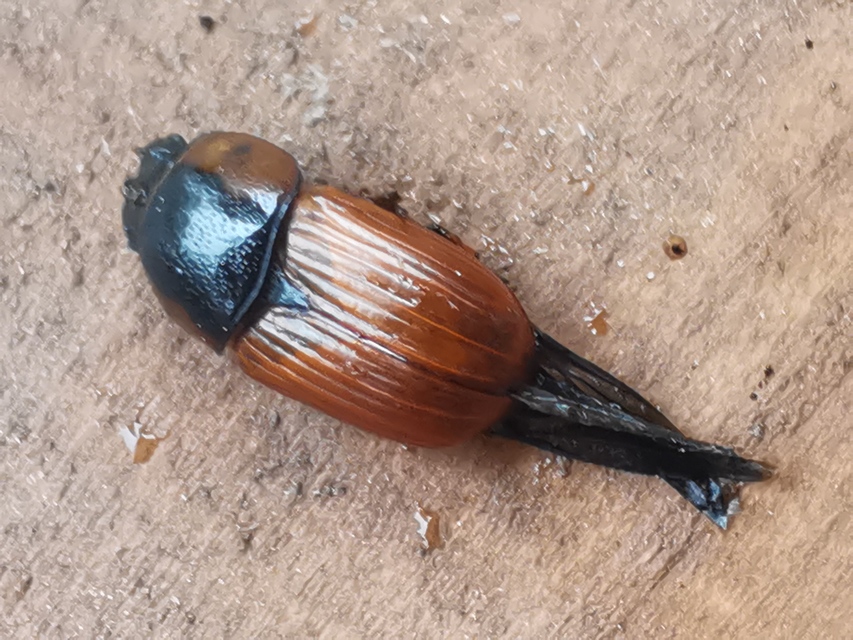 Aphodius scrutator - vörös trágyabogár