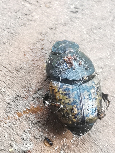 Onthophagus fracticornis - bronzos trágyatúró