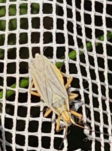 Acetropis