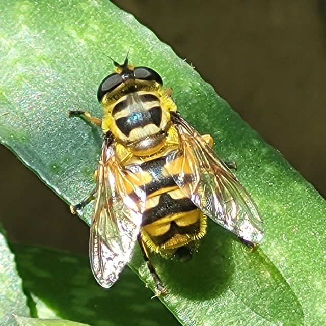 Myathropa florea - halálfejes odúlégy