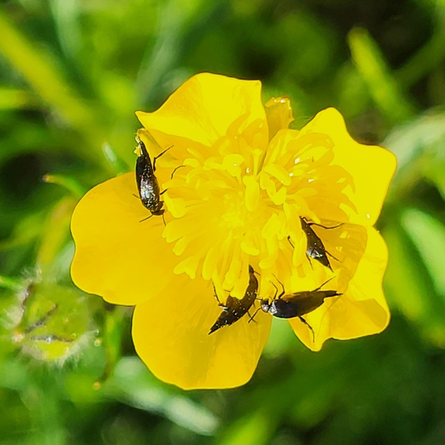 Mordellidae - marókafélék