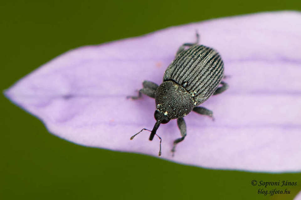 Miarus