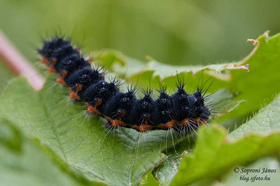 Saturnia pavoniella/pavonia