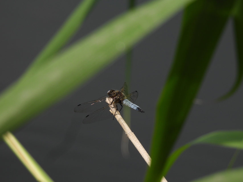 Libellula fulva - kisfoltos laposacsa
