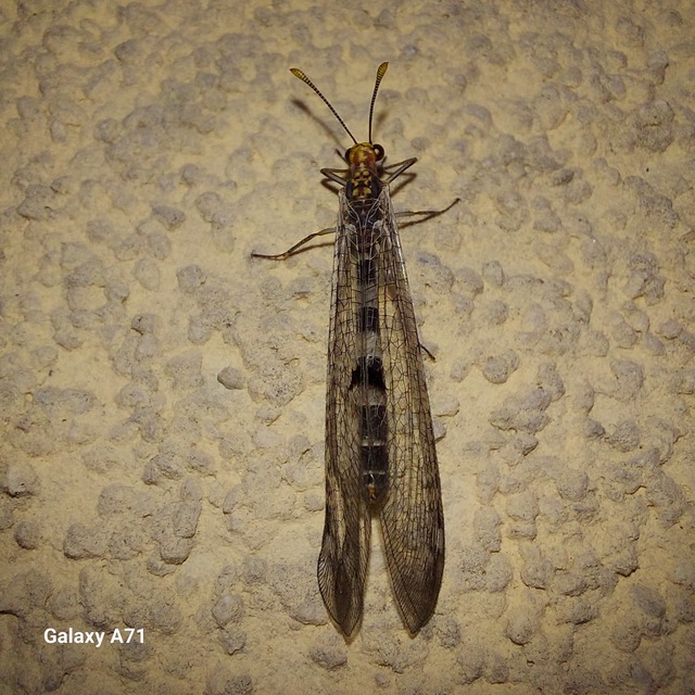 Megistopus flavicornis - kétfoltos hangyaleső Megistopus flavicornis - kétfoltos hangyaleső
