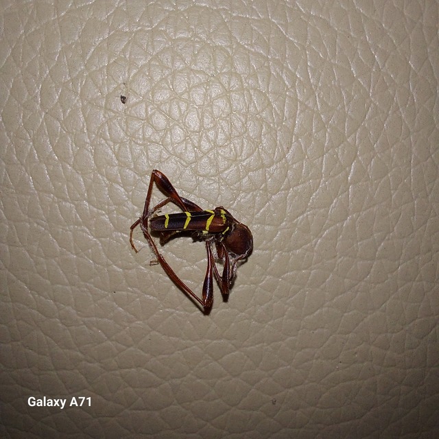 Neoclytus acuminatus - amerikai darázscincér