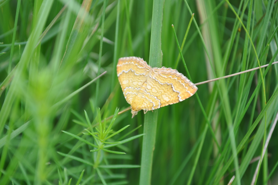 Camptogramma bilineata - kétvonalas sávosaraszoló Camptogramma bilineata - kétvonalas sávosaraszoló