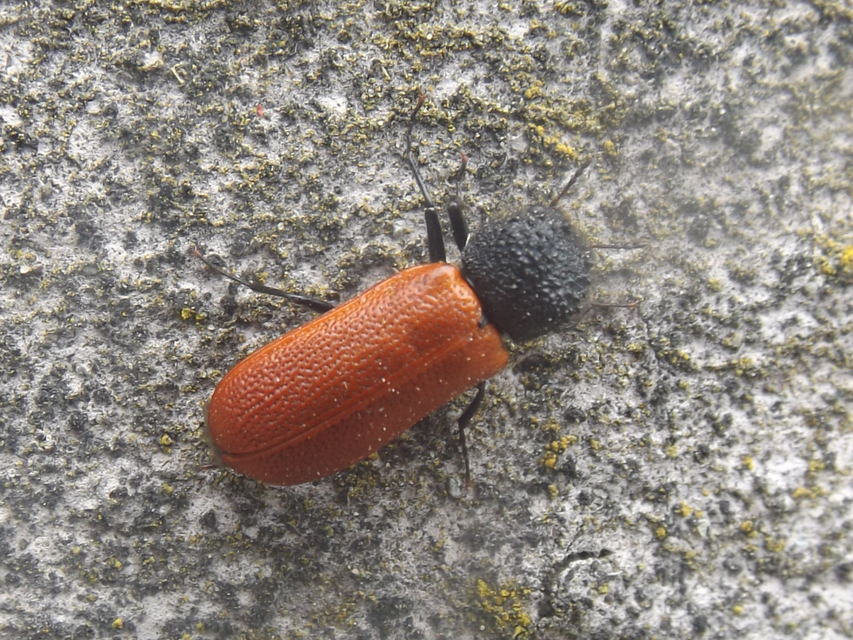 Bostrichus capucinus - piros csuklyásszú